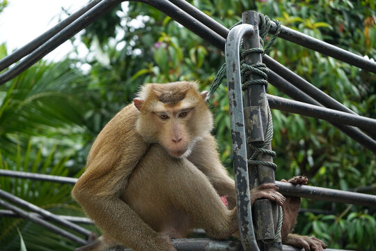 portrait of a macaque 