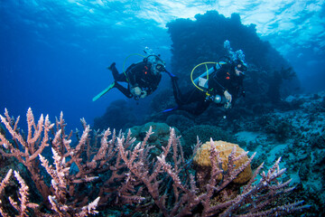A Diver swims near Healthy and colorful coral and fish on the Great Barrier Reef