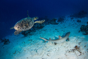 Obraz na płótnie Canvas A Shark and a Sea turtle swim together on the reef