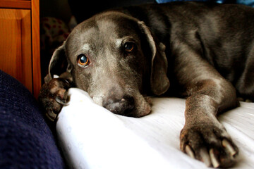 portrait of a dog