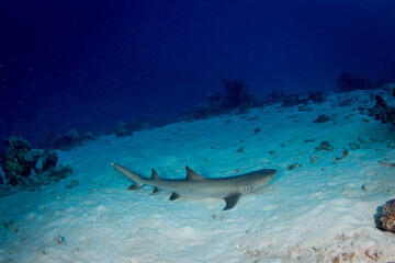 Obraz na płótnie Canvas A white tip reef shark sits on the sand at the reef
