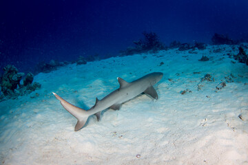 Fototapeta premium A white tip reef shark sits on the sand at the reef