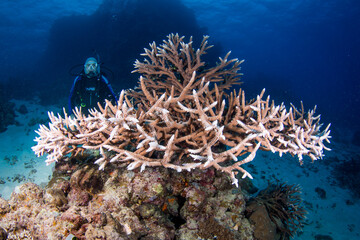Diver swims with colorful coral and fish on the reef