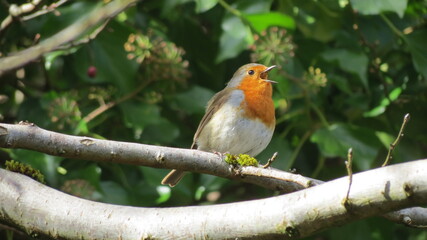 singing robin on a branch