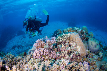 Naklejka na ściany i meble Diver swims with colorful coral and fish on the reef