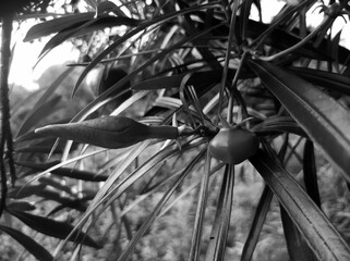Plant image in black and white