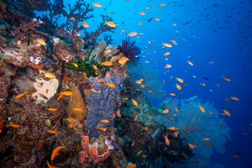 Healthy and colorful coral and fish on the Great Barrier Reef