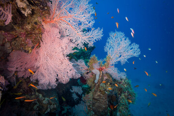 Fototapeta na wymiar Healthy and colorful coral and fish on the Great Barrier Reef