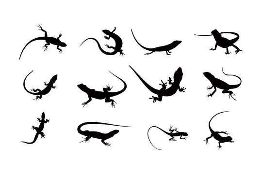 lizard silhouette icon vector set for logo