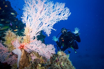 Diver swims with colorful coral and fish on the reef