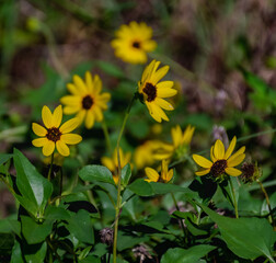 yellow wild flowers/beach sun flower