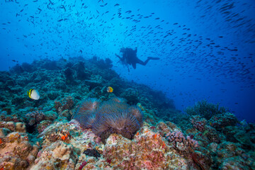Diver swims near and anemone on the reef