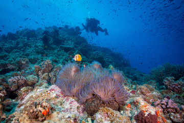 Fototapeta na wymiar Diver swims near and anemone on the reef