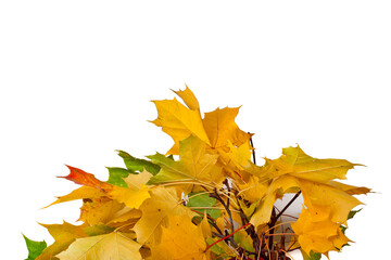 Autumn branch with yellow, red and green maple leaves isolated on a white background.