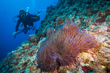 Diver swims near and anemone on the reef