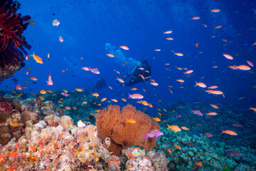Fototapeta na wymiar Diver swims with colorful coral and fish on the reef