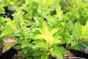 green leaves in the garden