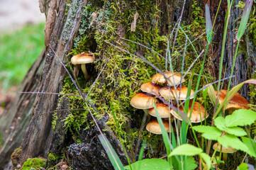 mushrooms in the woods