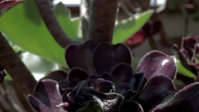 Close up footage of aeonium succulent plant