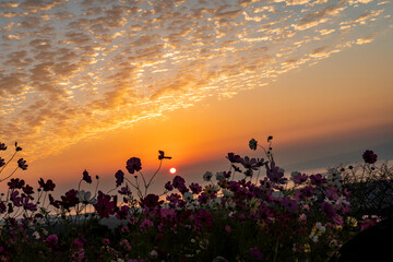 長崎県諫早市　早朝の高原に咲く秋桜　白木峰高原
