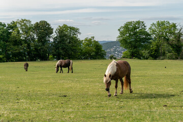 Naklejka na ściany i meble Horses in a paddock with a village in the background