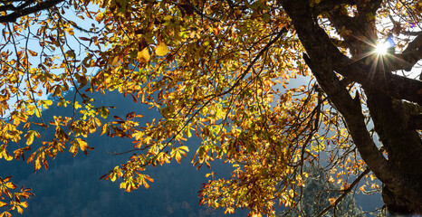 Beautiful autumn yellow leaves on the tree with sunlight rayes going through. Selective focus, travel photo, street view, nobody.