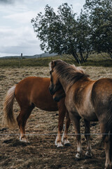 Iceland landscape, Highlands in Summer