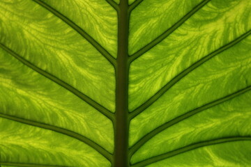 Bright green leaf zoomed in 