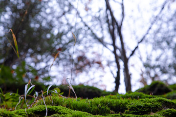green moss plant in damp mossy texture wild forest dark green natural woodland background ecology concept