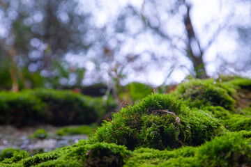 green moss on the stone