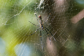 giant yellow and black spider on the web