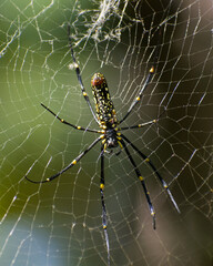 giant yellow and black spider on the web