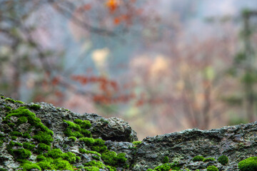 green moss plant in damp mossy texture wild forest dark green natural woodland background ecology concept