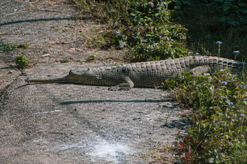 alligator in the swamp