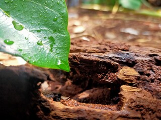 Fototapeta na wymiar Green jackfruit leaves on a weathered old tree trunk accompanied by water droplets 
