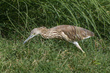 grey heron Ardea cinerea bird in the grass