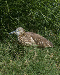 grey heron Ardea cinerea bird in the grass