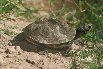 turtle on the grass