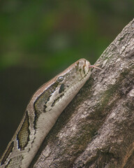 close up of a head of a python snake on a tree
