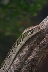 close up of a head of a python snake on a tree