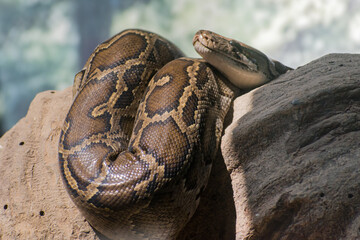 close up of a head of a python snake on a tree