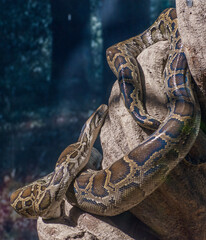 close up of a head of a python snake on a tree