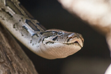 close up of a head of a python snake in the sand