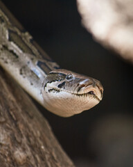 Fototapeta premium close up of a head of a python snake in the sand
