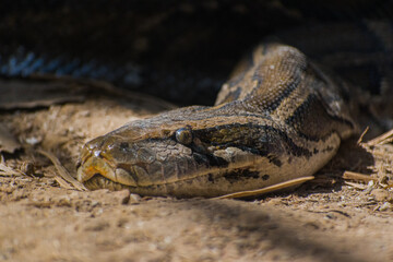 close up of a head of a python snake in the sand