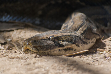 close up of a head of a python snake in the sand