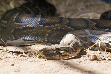 Obraz premium close up of a python