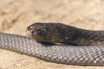 Fototapeta premium close up of a snake on a beach