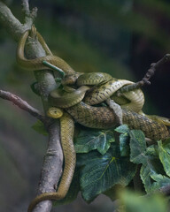 Many green snakes on the tree coiled up together 