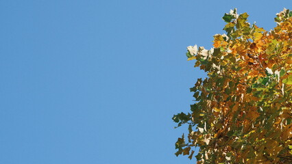 autumn tree against blue sky with negative space